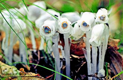 冥界四花的花语 你知道传说中的冥界之花是哪四种吗