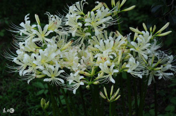 冥界四花的花语