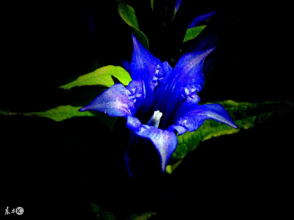 冥界四花的花语