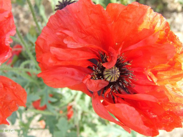 冥界四花的花语