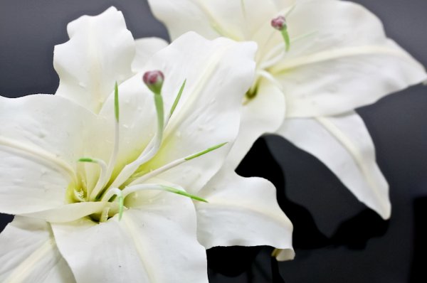 冥界四花的花语