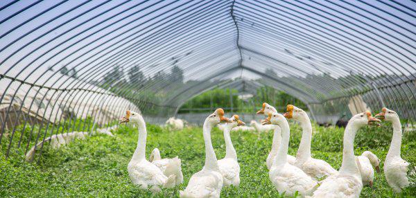 上海人为什么讨厌崇明岛