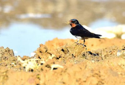 燕子在屋檐下搭窝预示着什么 燕子家里搭窝代表鸿运当头吗
