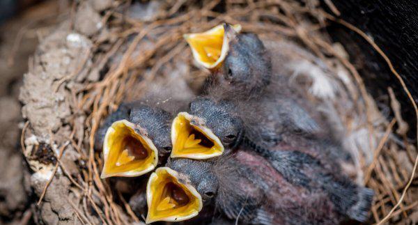 燕子在屋檐下搭窝预示着什么