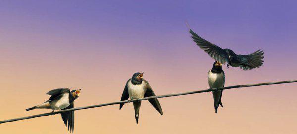 燕子在屋檐下搭窝预示着什么