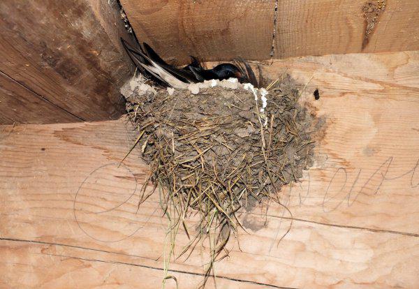 燕子在屋檐下搭窝预示着什么