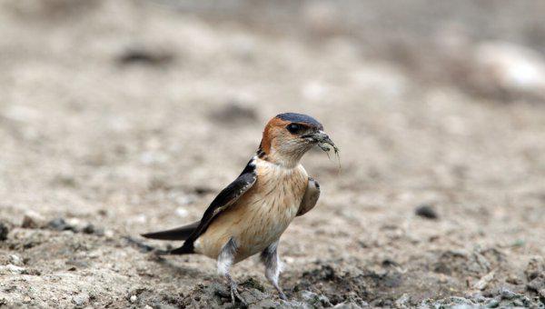 燕子在屋檐下搭窝预示着什么