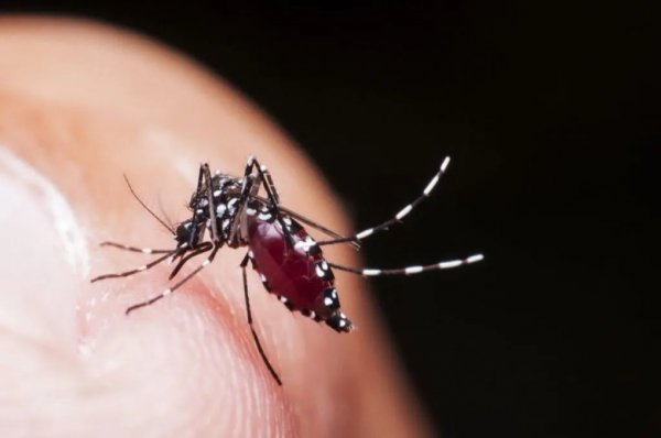 蚊子拍死后的血是谁的