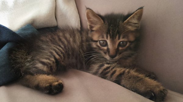 如何验证狸花猫已经认主人了