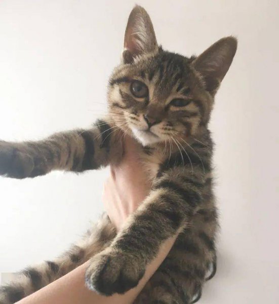 如何验证狸花猫已经认主人了