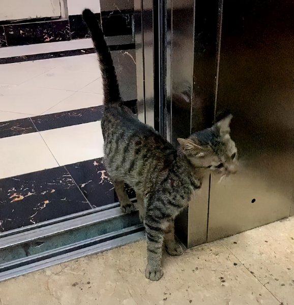 如何验证狸花猫已经认主人了