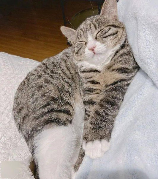 如何验证狸花猫已经认主人了