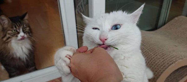 如何验证狸花猫已经认主人了