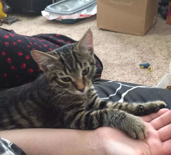 如何验证狸花猫已经认主人了