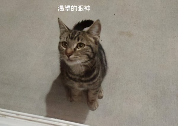 如何验证狸花猫已经认主人了