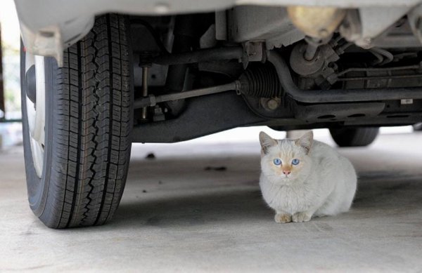 猫咪走丢了白天会躲在哪里