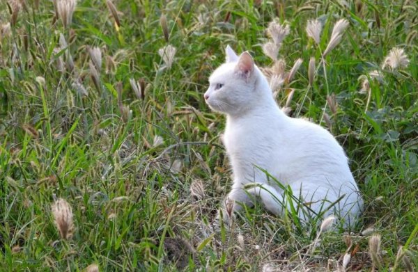 猫咪走丢了白天会躲在哪里