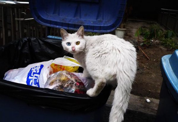 猫咪走丢了白天会躲在哪里