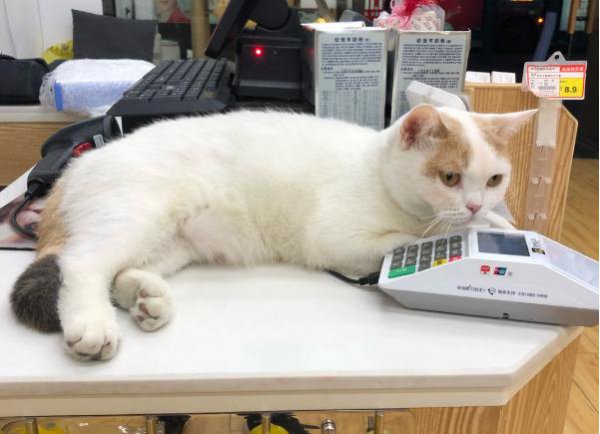 猫咪走丢了白天会躲在哪里