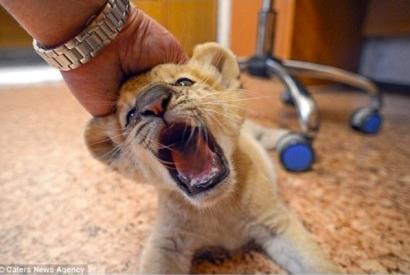 狮虎兽可以繁衍后代吗