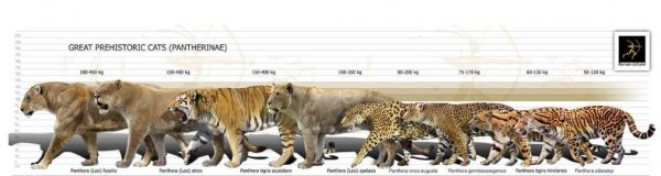 狮虎兽可以繁衍后代吗