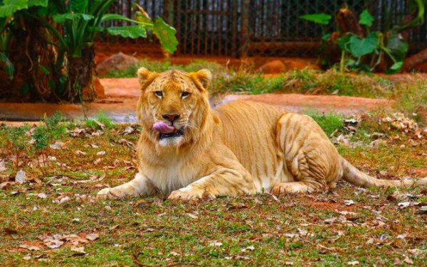 狮虎兽可以繁衍后代吗