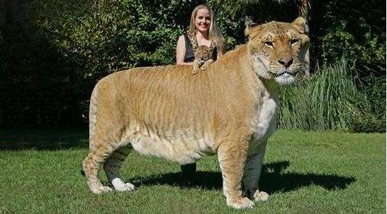 狮虎兽可以繁衍后代吗