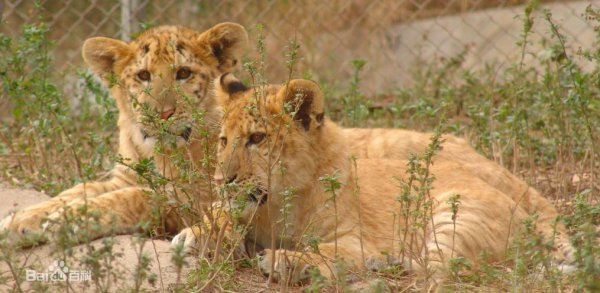 狮虎兽可以繁衍后代吗