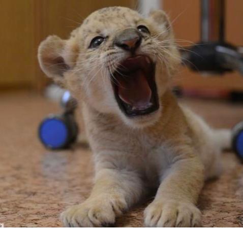 狮虎兽可以繁衍后代吗