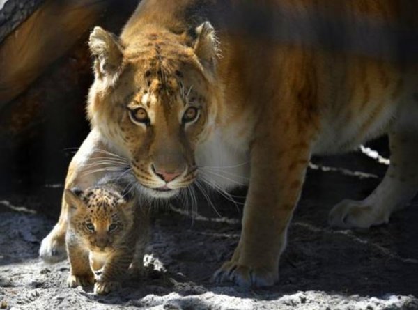 狮虎兽可以繁衍后代吗