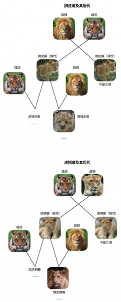狮虎兽可以繁衍后代吗