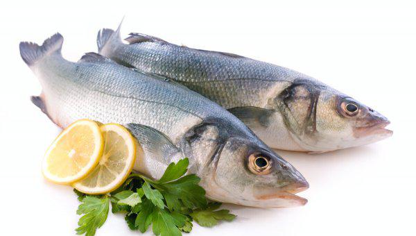 实验说明鱼有几秒钟的记忆