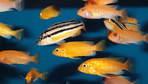 实验说明鱼有几秒钟的记忆