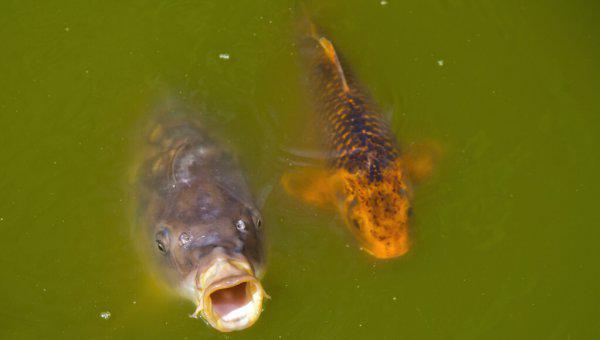 实验说明鱼有几秒钟的记忆