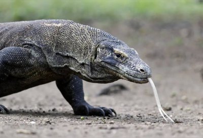 科莫多巨蜥多大的体型 有毒的科莫多巨蜥的体长和体重