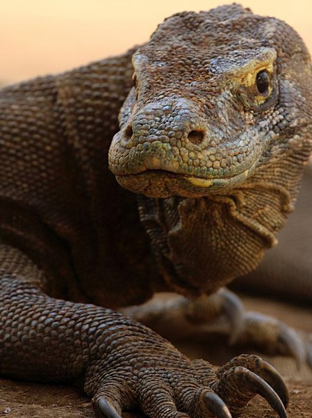 科莫多巨蜥多大的体型