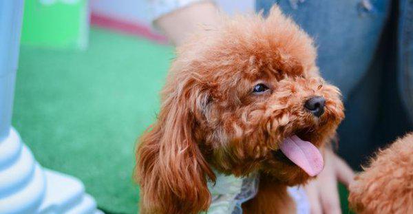 小泰迪几个月开始训练比较好