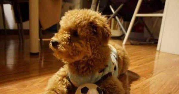 小泰迪几个月开始训练比较好