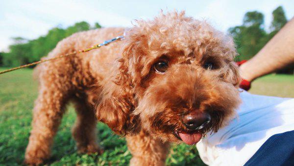 小泰迪几个月开始训练比较好