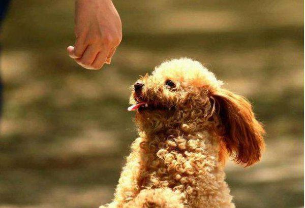 小泰迪几个月开始训练比较好