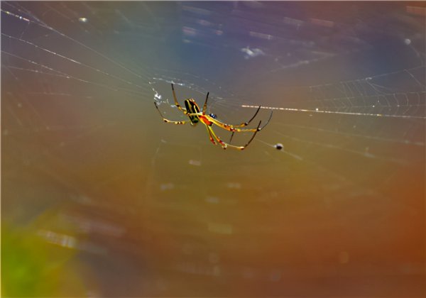 蜘蛛怕什么味东西或动物