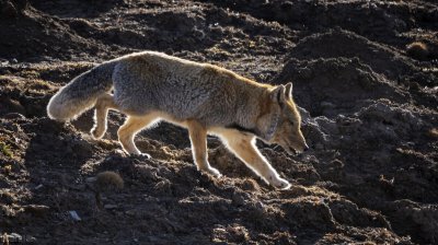 藏狐出没地带位于哪里 藏狐主要以什么为食属于什么动物