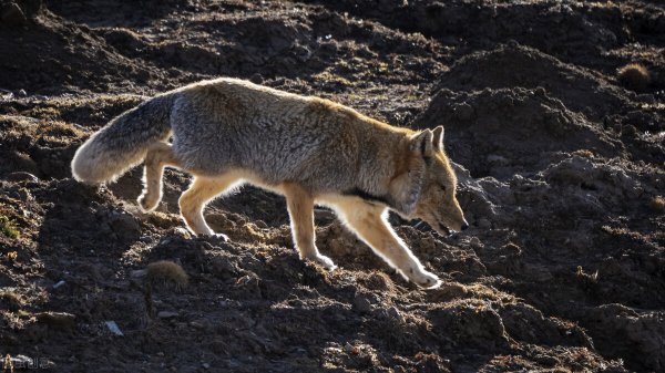 藏狐出没地带位于哪里