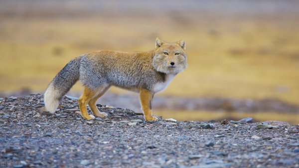 藏狐出没地带位于哪里
