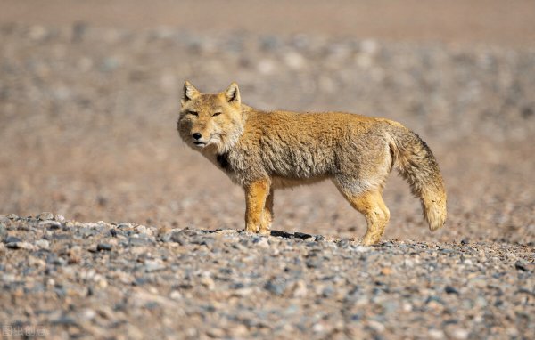 藏狐出没地带位于哪里