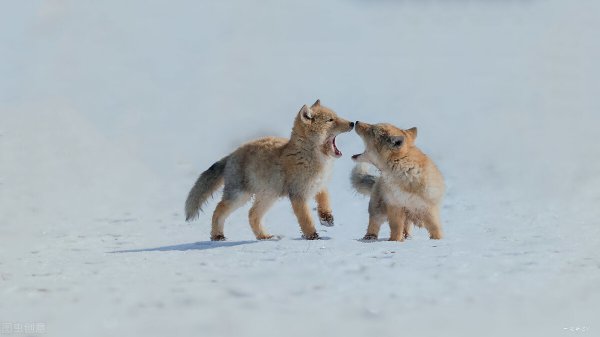 藏狐出没地带位于哪里