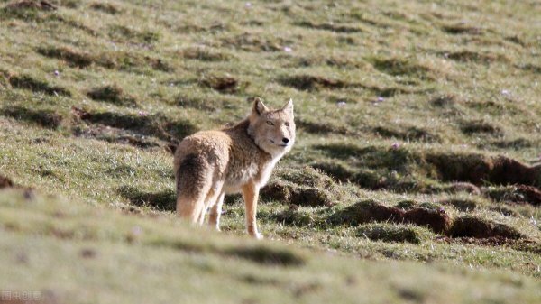 藏狐出没地带位于哪里