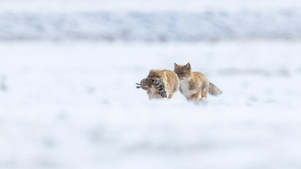 藏狐出没地带位于哪里