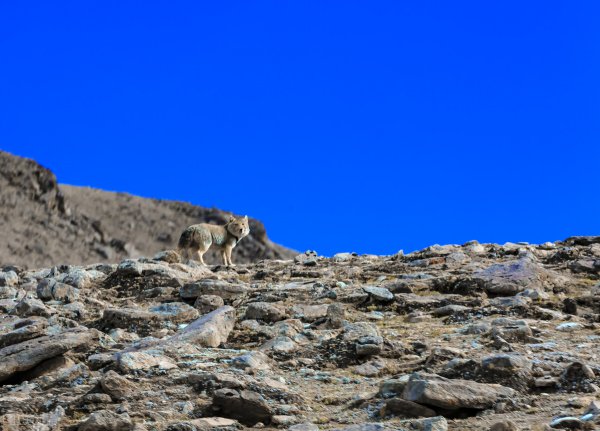 藏狐出没地带位于哪里