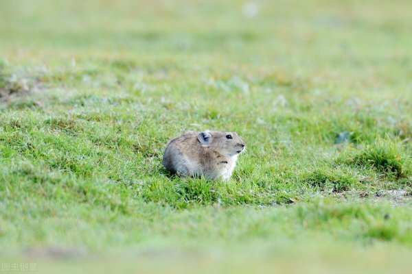 藏狐出没地带位于哪里